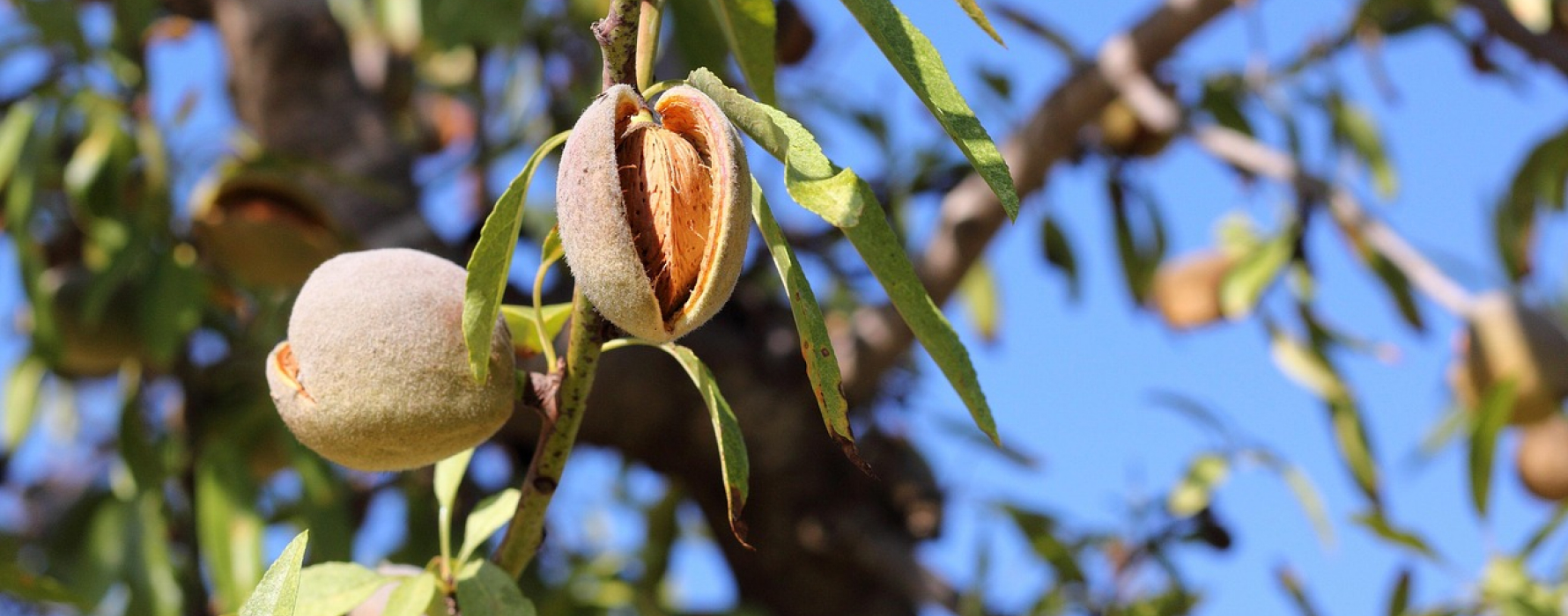 Exporter of Nature’s Finest Dry Fruits