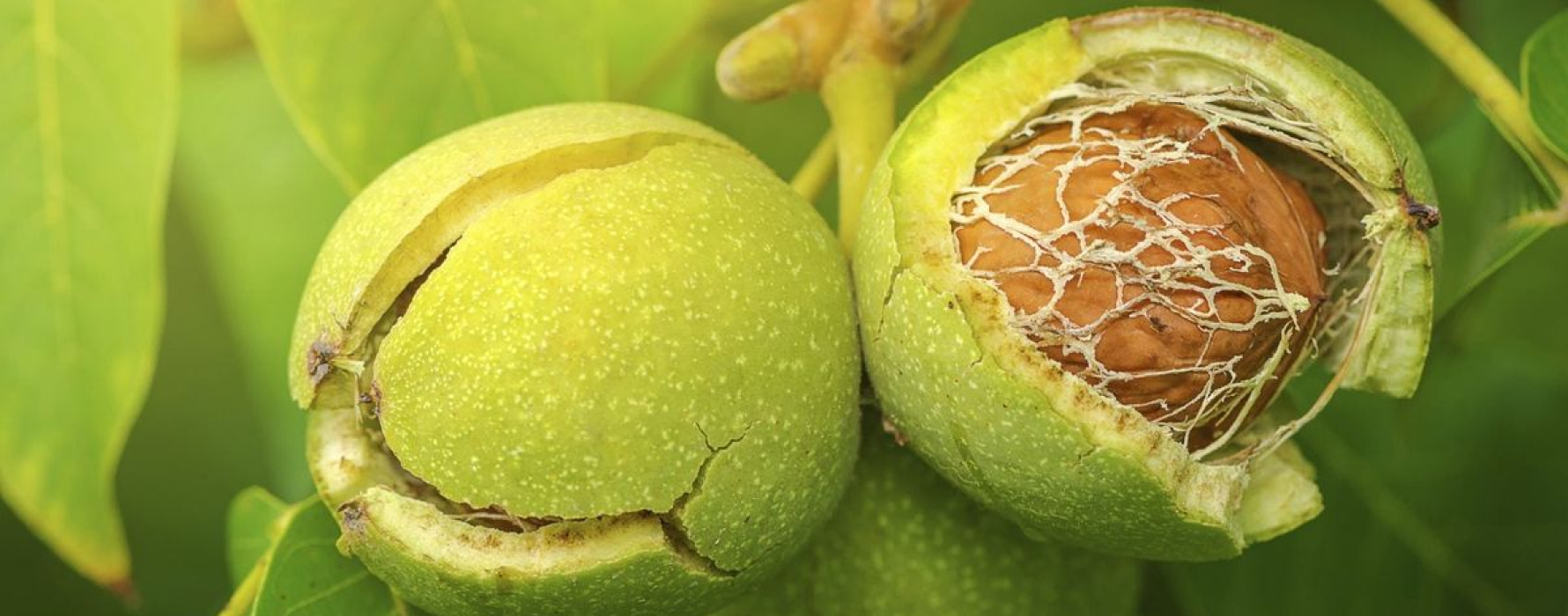 Exporter of Nature’s Finest Dry Fruits