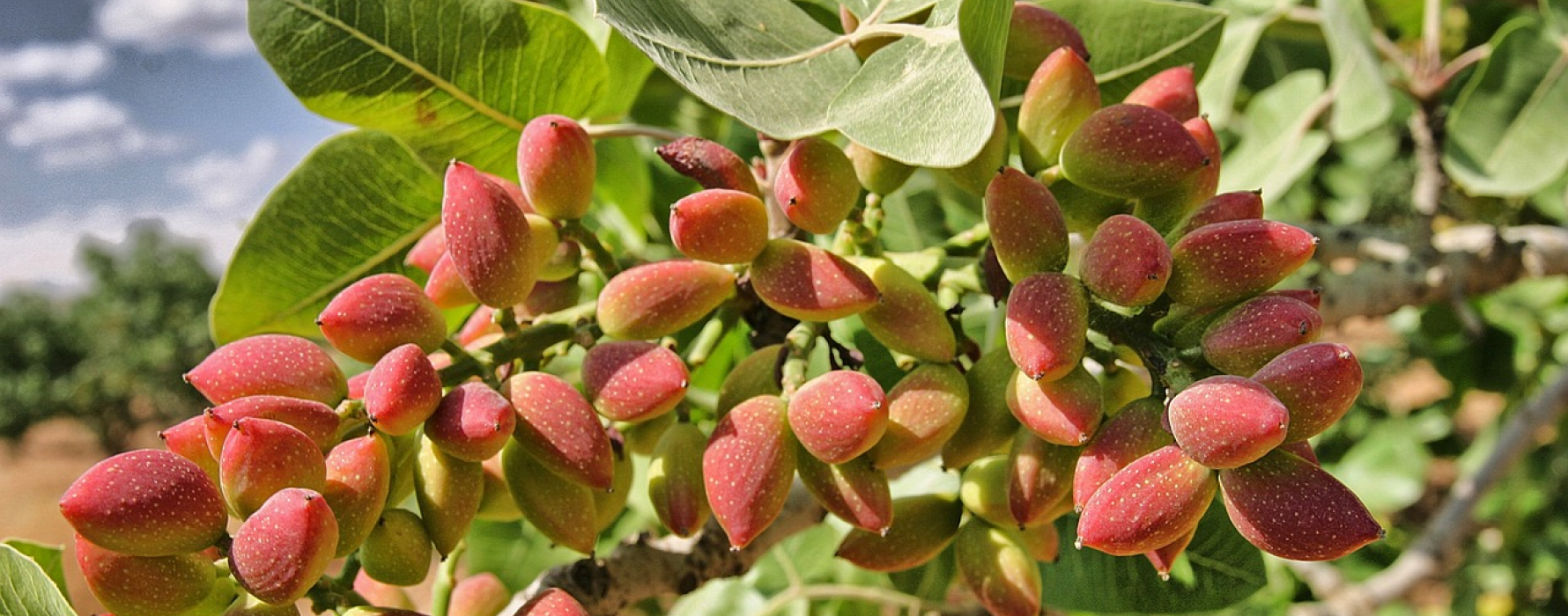 Exporter of Nature’s Finest Dry Fruits